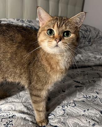 Gatto britannico colore tabby dorato