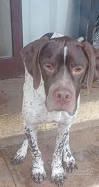 CucciolonePointer inglese