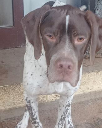 Cucciolone Pointer inglese