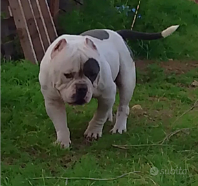 American Bully
