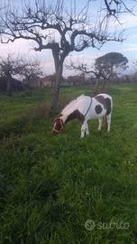 Sopra pony femmina