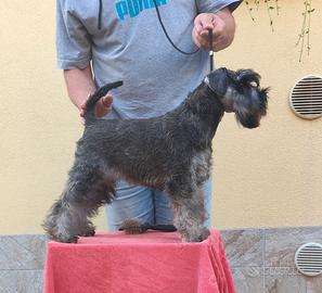 Zwergschnaunzer (Schnauzer nano)