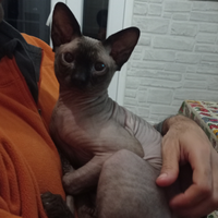 Sphinx maschio disponibile per monta