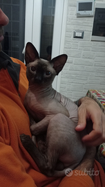 Sphinx maschio disponibile per monta