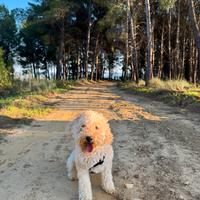 Barboncino per monta