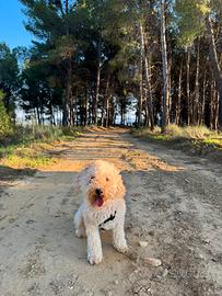 Barboncino per monta