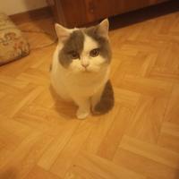 British short and long hair