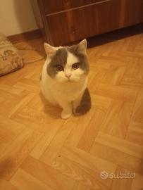 British short and long hair