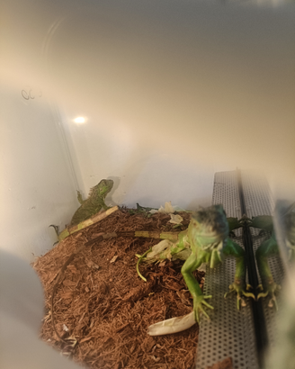 Iguana verde
