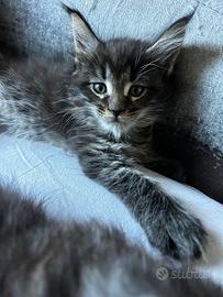 Maine Coon
