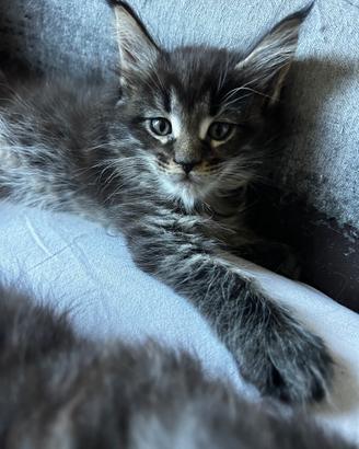 Maine Coon