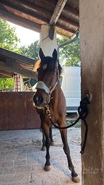 Cavallo