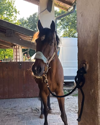 Cavallo
