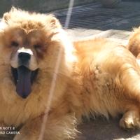 Chow Chow