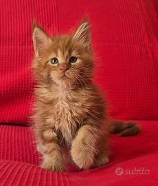 Cuccioli di maine coon