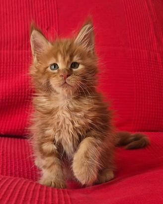Cuccioli di maine coon