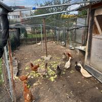 Vedo galline e papere