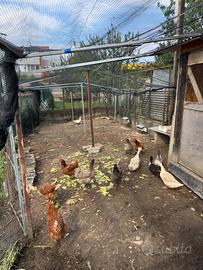 Vedo galline e papere