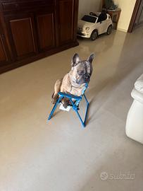 Bulldog francese Monta