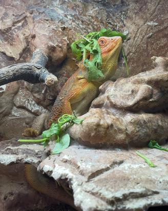 Pogona maschio