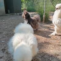 Moroseta bianche o nere