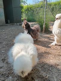 Moroseta bianche o nere