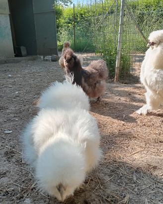 Moroseta bianche o nere