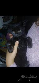 Gattino nero