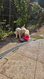 Splendidi cuccioli maremmano
