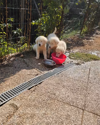 Splendidi cuccioli maremmano