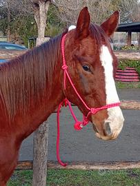 Cavallo Castrone Paint no color 4 anni