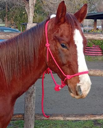 Cavallo Castrone Paint no color 4 anni
