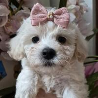 Maltipoo femina