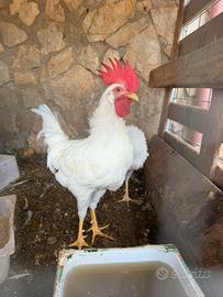 Gallo livornese