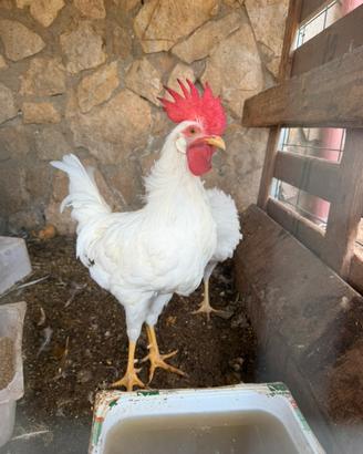 Gallo livornese