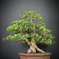 Azalea Satsuki (Rhododendron Indicum)