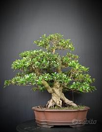 Azalea Satsuki (Rhododendron Indicum)