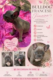 Bulldog francese