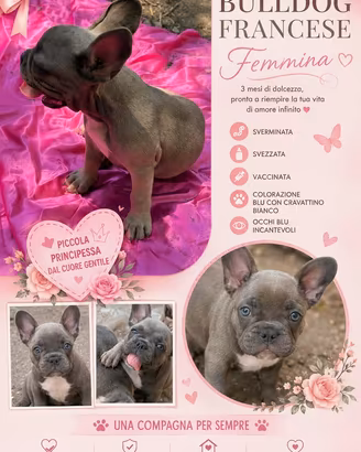 Bulldog francese
