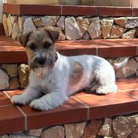 Jack Russel maschio per accoppiamento
