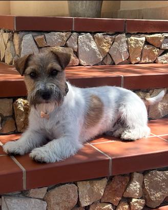 Jack Russel maschio per accoppiamento