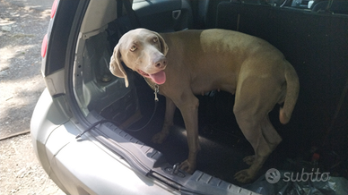 Weimaraner con pedigree femmina