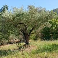 Alberi di ulivo 