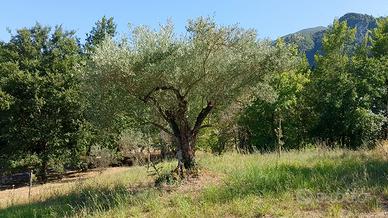 Alberi di ulivo 