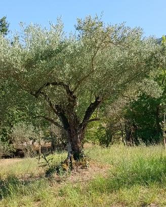 Alberi di ulivo 