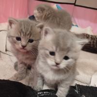 Cuccioli di Scottish Fold e Straight