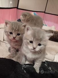 Cuccioli di Scottish Fold e Straight