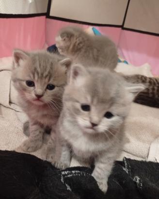 Cuccioli di Scottish Fold e Straight