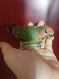 Inseparabile roseicollis allevato a mano 