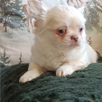 Chihuahua pelo lungo Pedigree ENCI
